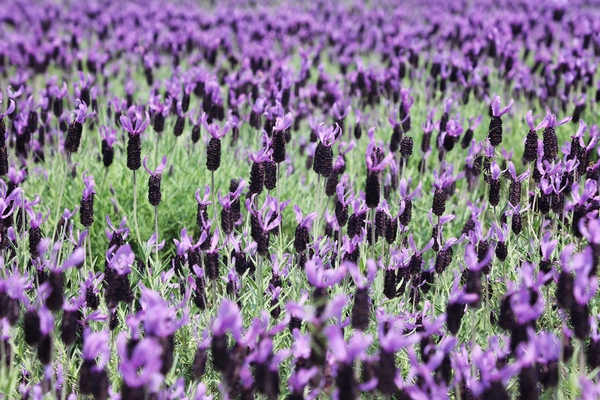 안좌면 퍼플섬 라벤더 002 4