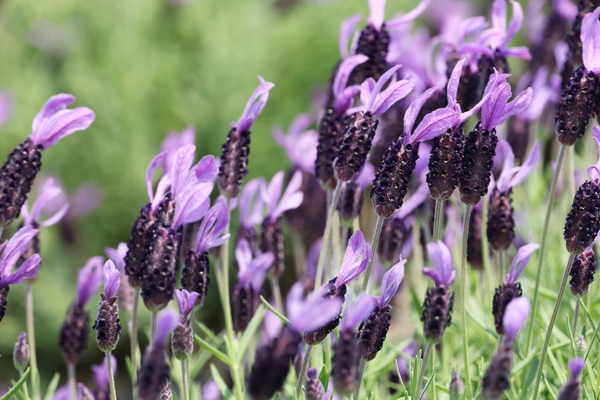 안좌면 퍼플섬 라벤더 002 6