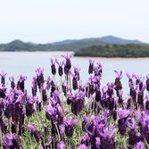 안좌면 퍼플섬 라벤더 002