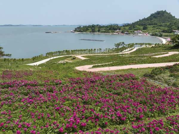 하의면 옥도 작약 001 3