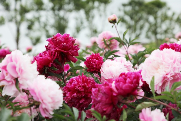 하의면 옥도 작약 003 4