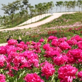 하의면 옥도 작약 003