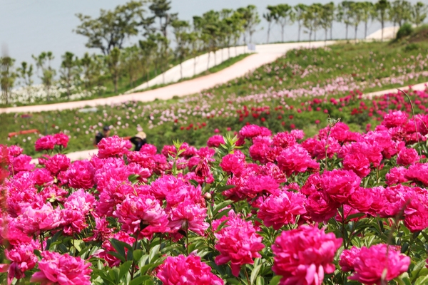 하의면 옥도 작약 003 1