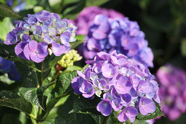 도초면 수국정원  6