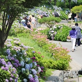 도초면 수국정원 