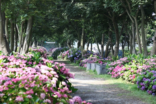 도초면 환상의 정원 팽나무십리길 2