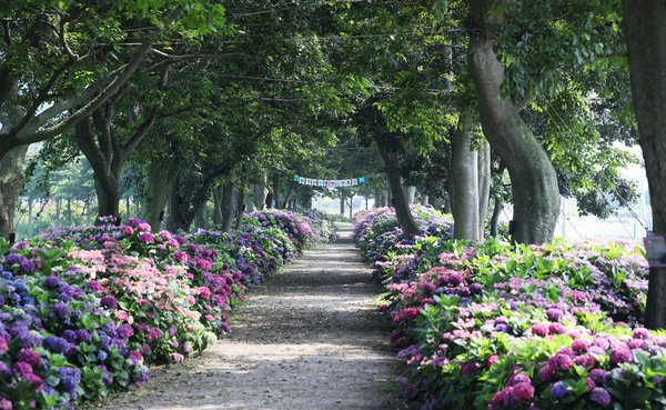 도초면 환상의 정원 팽나무십리길 3