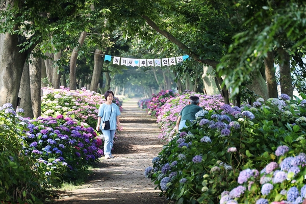 도초면 환상의 정원 팽나무십리길 4