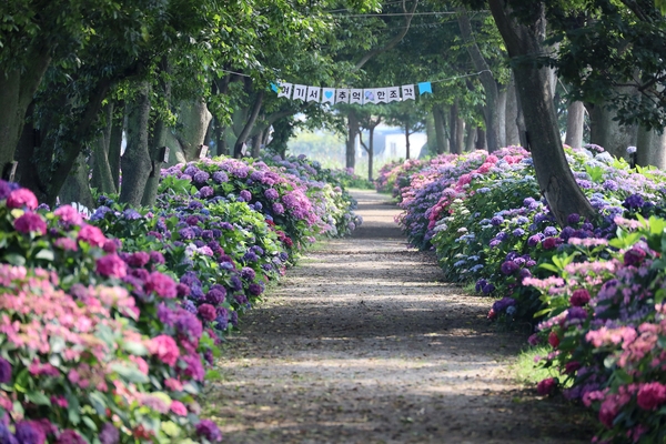 도초면 환상의 정원 팽나무십리길 6