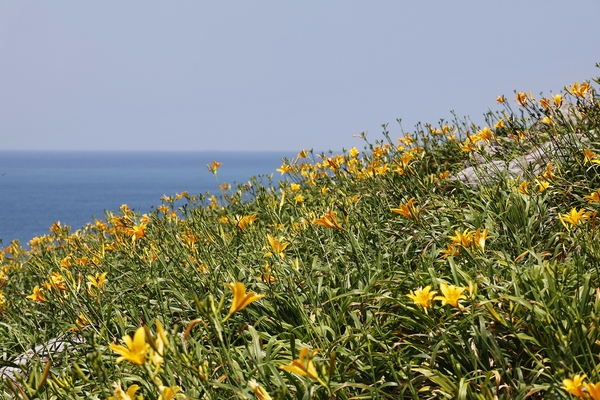 흑산면 홍도원추리 002 2