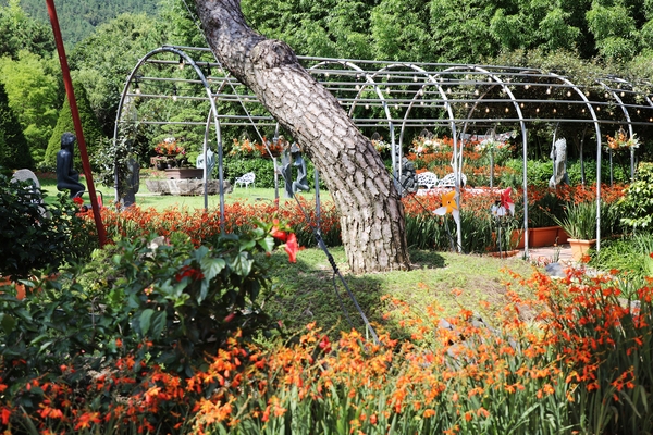 압해읍 1004 분재정원 크로코스미아꽃 2