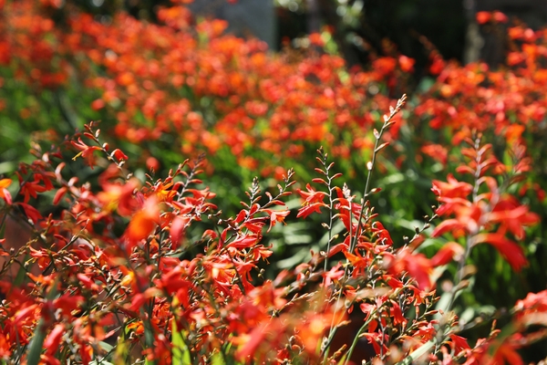압해읍 1004 분재정원 크로코스미아꽃 3