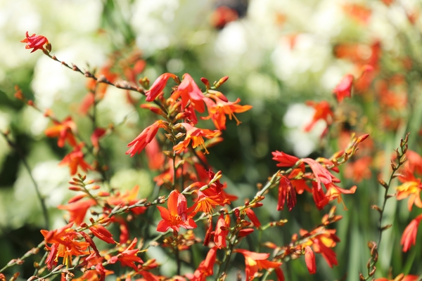 압해읍 1004 분재정원 크로코스미아꽃 5