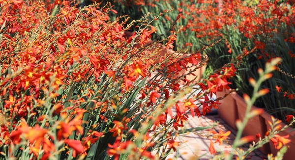 압해읍 1004 분재정원 크로코스미아꽃 6