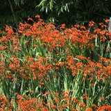 압해읍 1004 분재정원 크로코스미아꽃