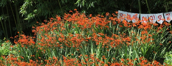 압해읍 1004 분재정원 크로코스미아꽃 1