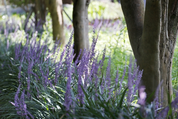 압해읍 1004 분재정원 맥문동 001 2