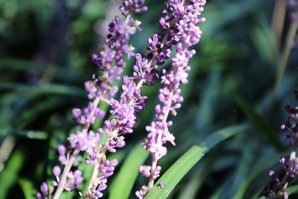 압해읍 1004 분재정원 맥문동 001 6