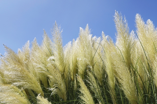 압해읍 1004 분재정원 팜파스글라스 3
