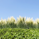 압해읍 1004 분재정원 팜파스글라스