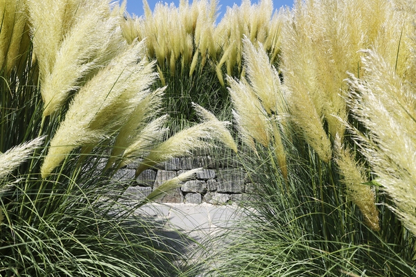 압해읍 1004 분재정원 팜파스글라스 5