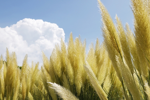 압해읍 1004 분재정원 팜파스글라스 6