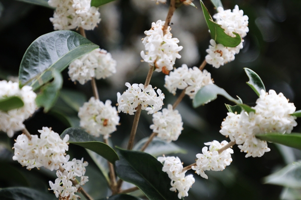 증도면 은목서 001 3