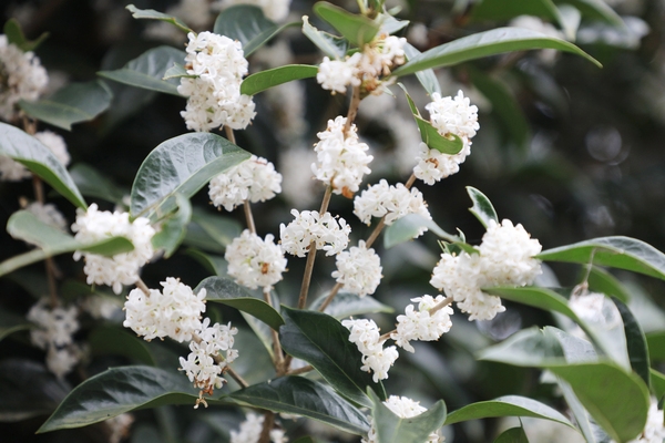 증도면 은목서 001 6