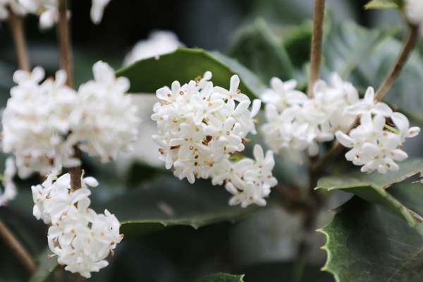 증도면 은목서 001 1