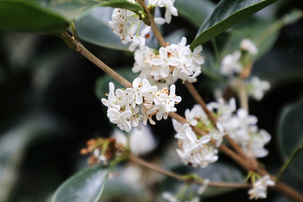 증도면 은목서 002 2