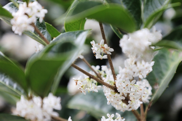 증도면 은목서 002 3