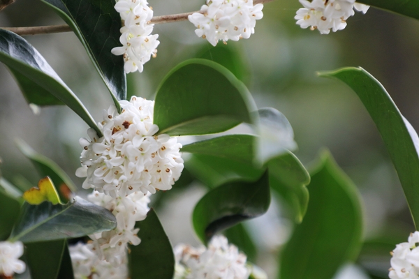 증도면 은목서 002 5