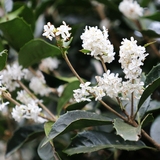 증도면 은목서 002