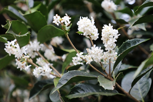 증도면 은목서 002 1