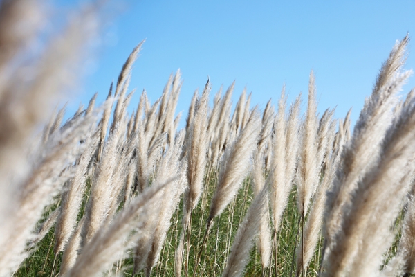 장산면 화이트정원 팜파스글라스 001 5