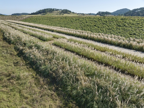 장산면 화이트정원 팜파스글라스 002 2