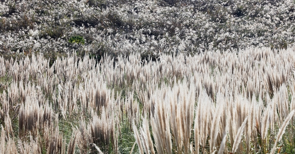 장산면 화이트정원 팜파스글라스 003 3