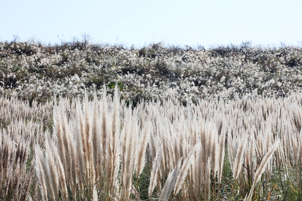 장산면 화이트정원 팜파스글라스 003 4