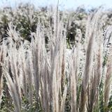 장산면 화이트정원 팜파스글라스 003