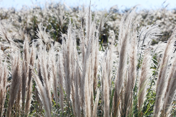 장산면 화이트정원 팜파스글라스 003 1