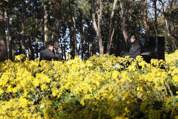 압해읍 고이도 소식도 털머위 3