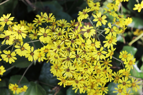 압해읍 고이도 소식도 털머위 4