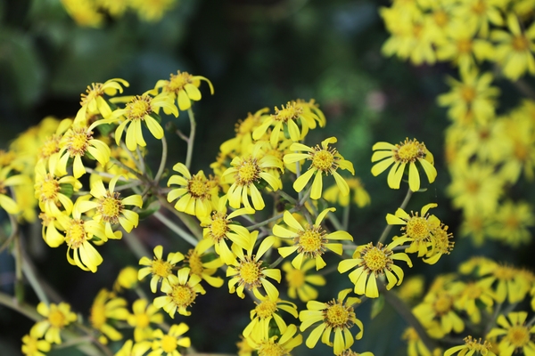 압해읍 고이도 소식도 털머위 5
