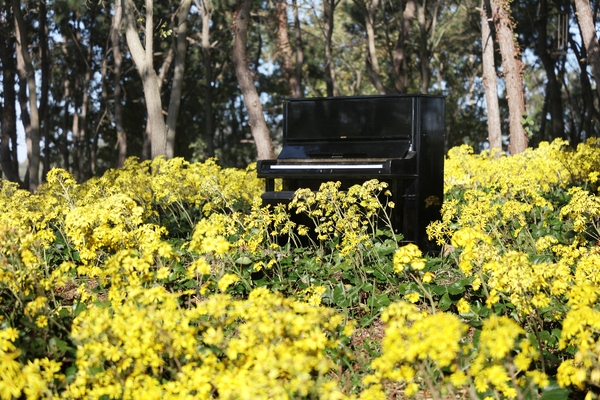 압해읍 고이도 소식도 털머위 6