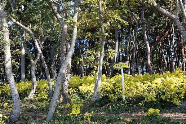 압해읍 고이도 소식도 털머위 1