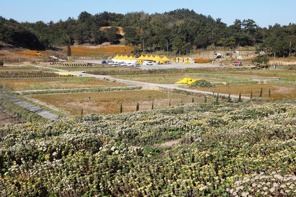 압해읍 고이도 아자니아 001 5