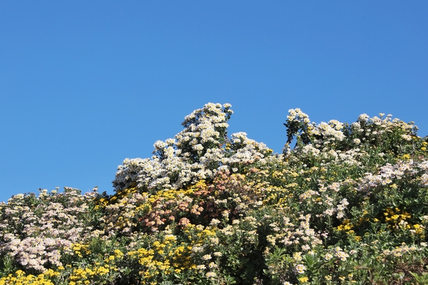 압해읍 고이도 아자니아 001 6