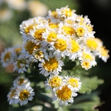 압해읍 고이도 아자니아 001