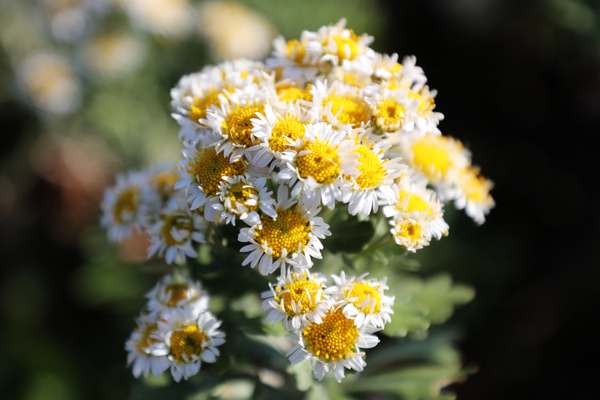압해읍 고이도 아자니아 001 1