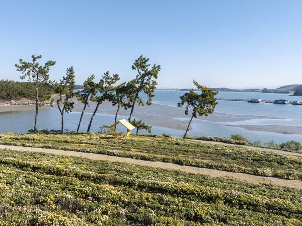 압해읍 고이도 아자니아 002 5